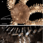 Screenshot 2025-10-25 at 11-21-29 S0025315423000383jxx 1..16 - Serranoetal.2023-AnewspeciesofOphiocomafromArchipelagoTrindadeandMartinVaz.pdf
