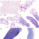 Screenshot 2025-10-25 at 11-44-26 View of Reproduction of the sea cucumber Holothuria (Halodeima) grisea (Holothuriida Holothuriidae) from Santa Catarina coast southern Brazil