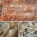 Screenshot 2025-10-25 at 12-21-09 View of First record of the heart urchin Plagiobrissus grandis (Gmelin 1791) (Echinodermata Echinoidea) in the coastal region of Paraná southern Brazil